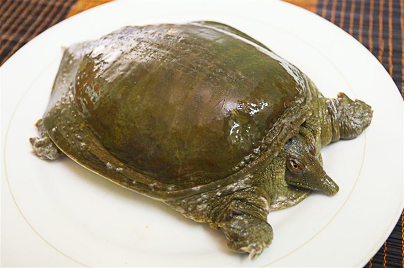 Món ăn ba ba hồng xíu